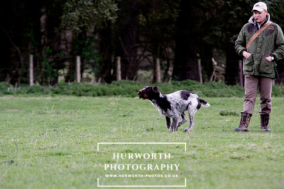 Gundog Photography 208