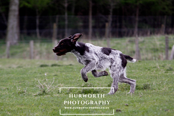 Gundog Photography 209