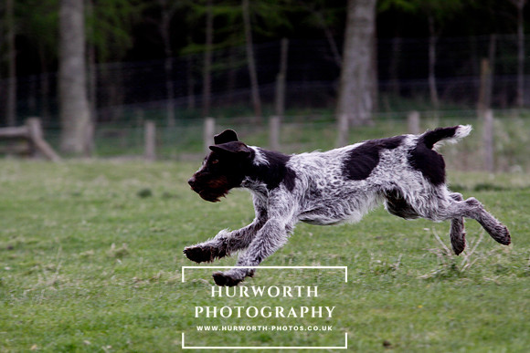 Gundog Photography 210