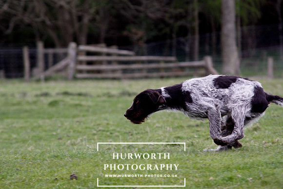 Gundog Photography 211