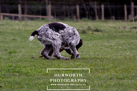 Gundog Photography 212