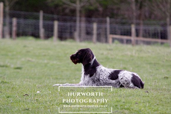 Gundog Photography 213