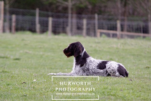 Gundog Photography 214