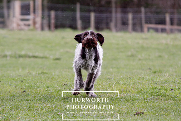 Gundog Photography 215