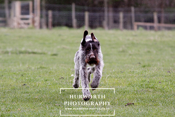 Gundog Photography 216