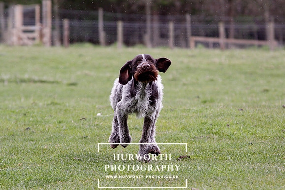 Gundog Photography 217