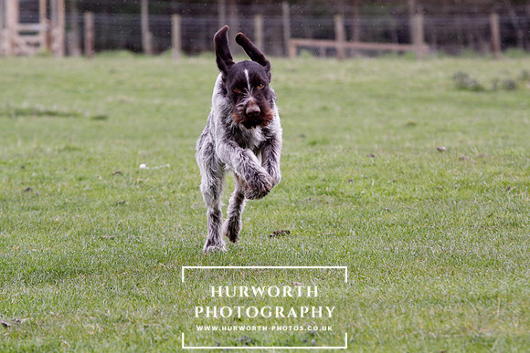 Gundog Photography 218