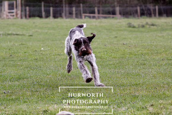 Gundog Photography 219