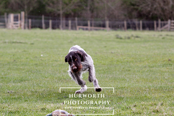 Gundog Photography 220