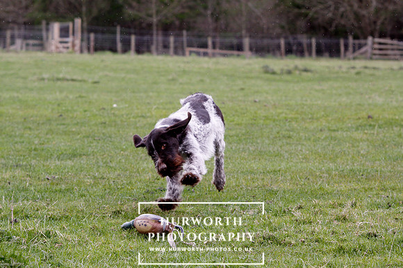 Gundog Photography 221