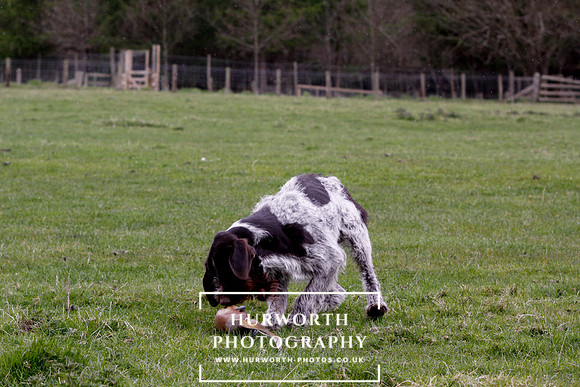 Gundog Photography 222