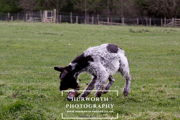 Gundog Photography 223