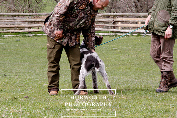 Gundog Photography 224