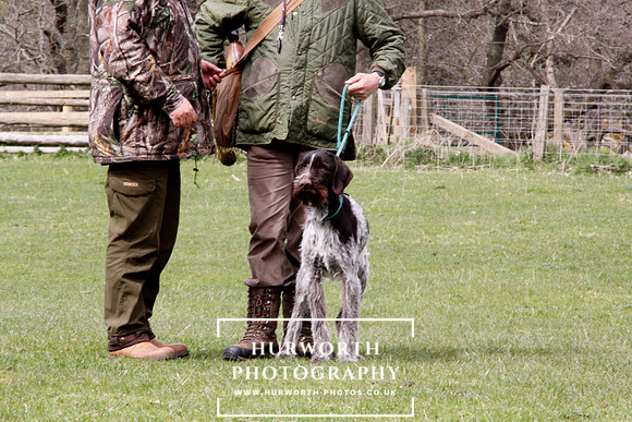 Gundog Photography 225
