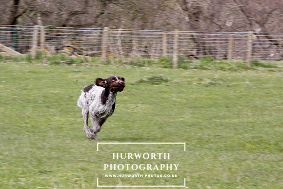 Gundog Photography 227