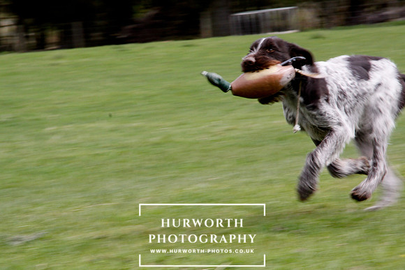 Gundog Photography 228