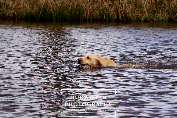 Gundog Photography 229
