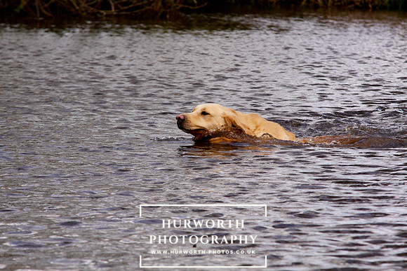 Gundog Photography 230