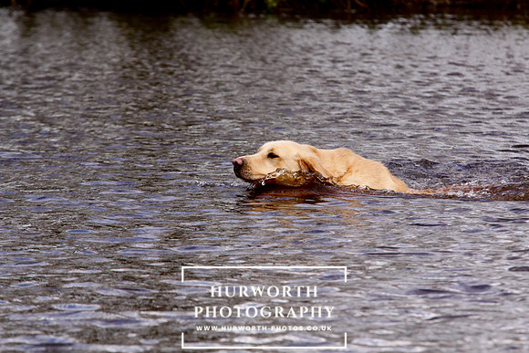 Gundog Photography 231