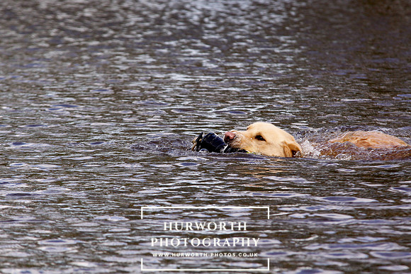 Gundog Photography 232