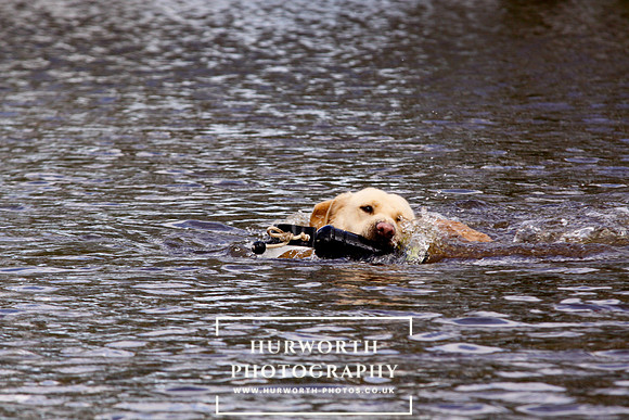 Gundog Photography 233