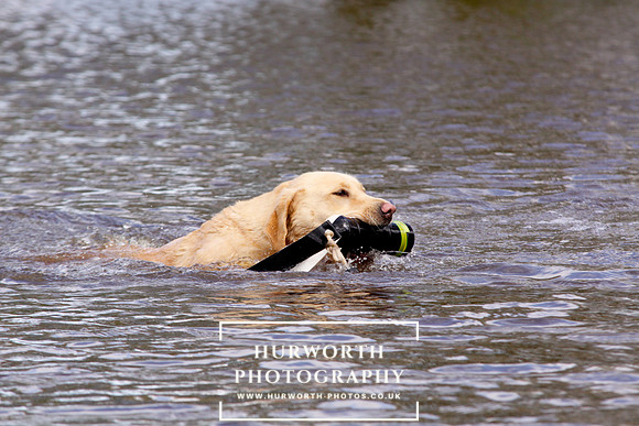 Gundog Photography 234
