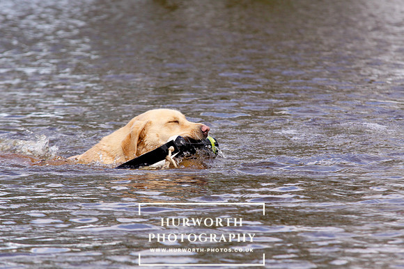 Gundog Photography 235