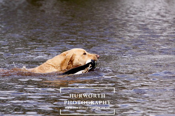 Gundog Photography 236