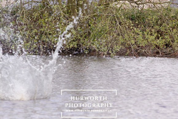Gundog Photography 239