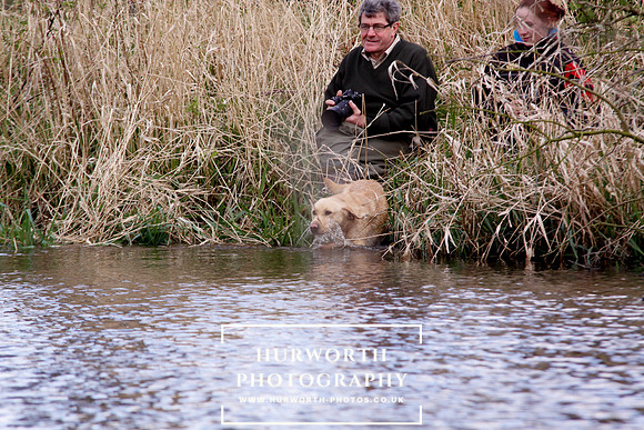 Gundog Photography 240