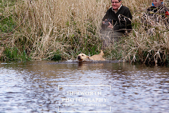 Gundog Photography 241