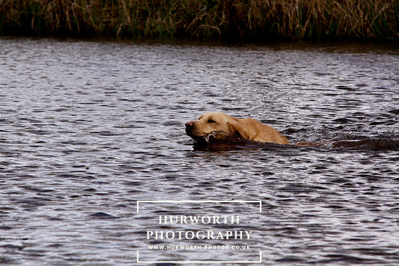 Gundog Photography 242
