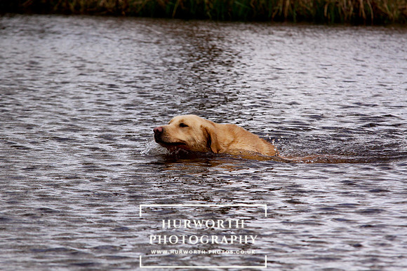 Gundog Photography 243