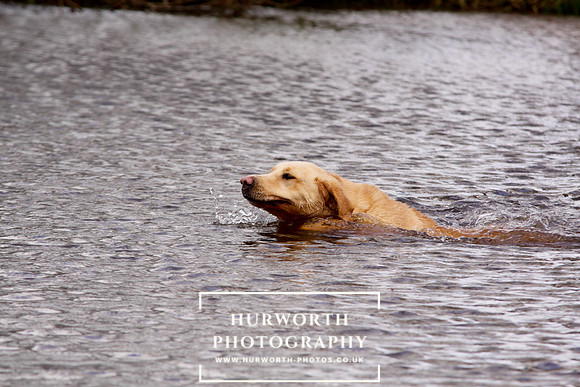 Gundog Photography 244