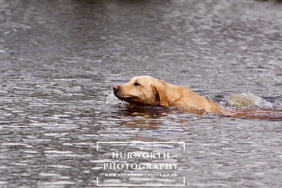 Gundog Photography 245