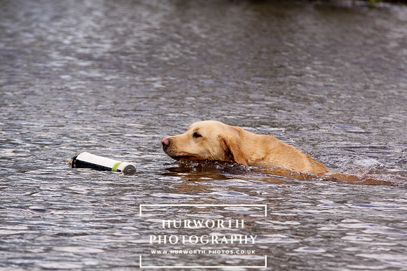 Gundog Photography 246