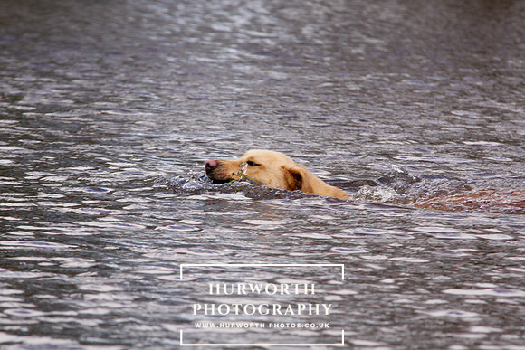 Gundog Photography 248