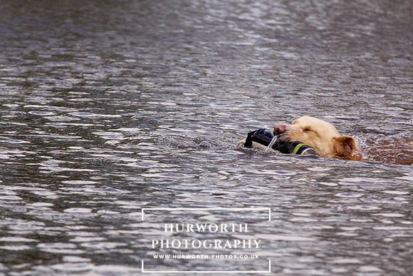 Gundog Photography 249