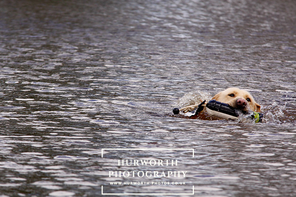 Gundog Photography 250