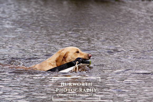 Gundog Photography 251