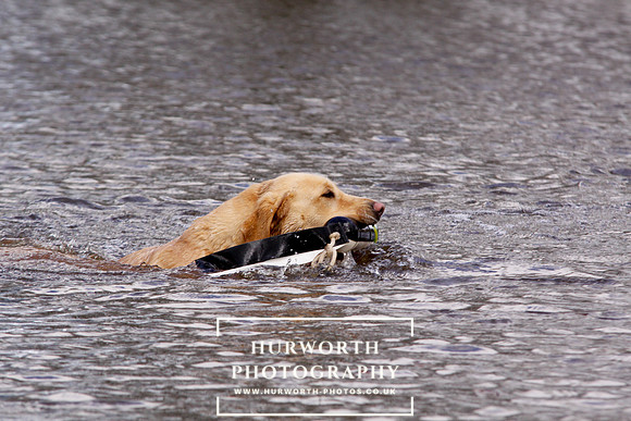 Gundog Photography 252