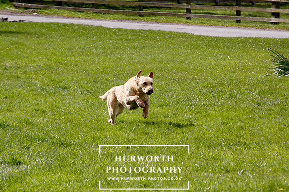 Gundog Photography 253