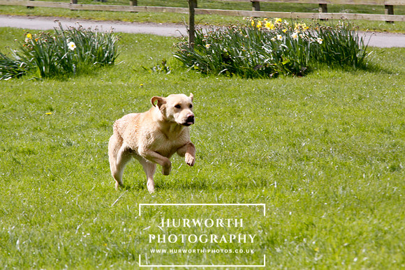 Gundog Photography 254