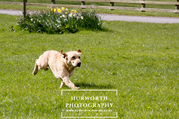 Gundog Photography 255