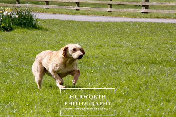 Gundog Photography 256