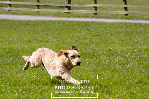 Gundog Photography 257