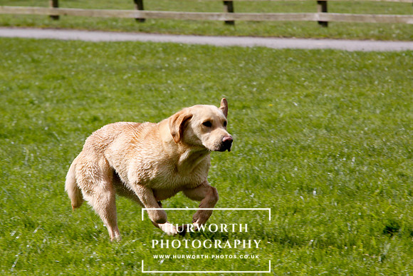 Gundog Photography 258