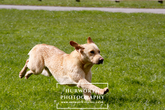Gundog Photography 259