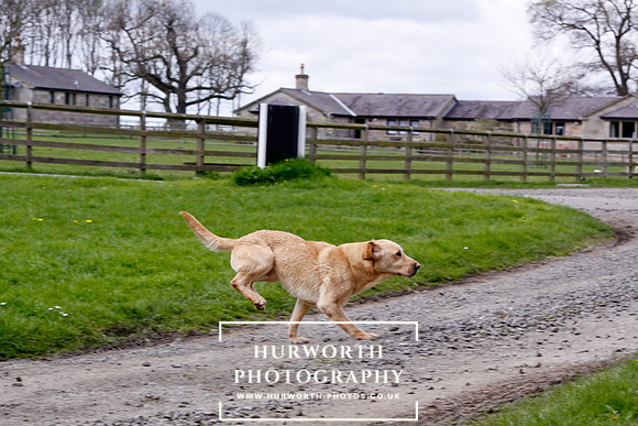 Gundog Photography 260
