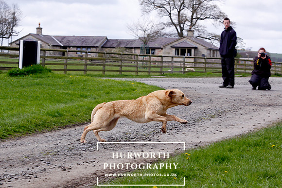 Gundog Photography 261